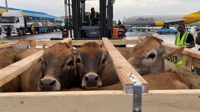 Drama At Lagos Airport As 250 Cows From US Arrive Nigeria (Video)
