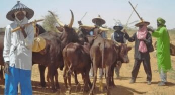 JUST IN: Miyetti Allah Orders Fulani Herdsmen To Vacate Southern Nigeria