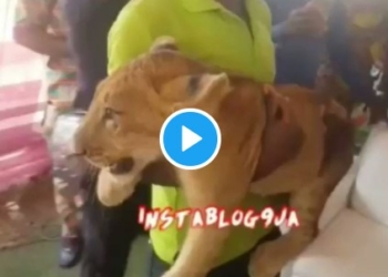 Businessman Storms His Father’s Burial Ceremony With A Lion