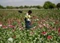Afghanistan Drug Trade