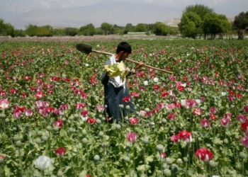Afghanistan Drug Trade