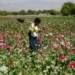 Afghanistan Drug Trade