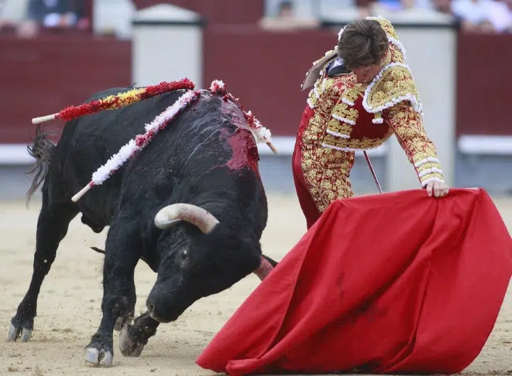 Bullfighting