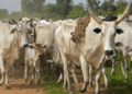 Cattle Ranches In Katsina