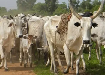 Cattle Ranches In Katsina