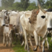 Cattle Ranches In Katsina