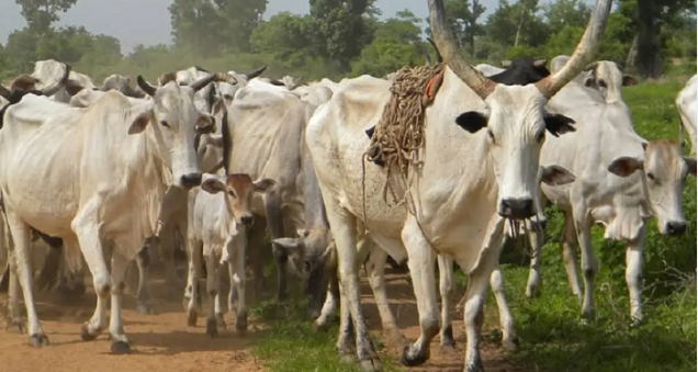 Cattle Ranches In Katsina