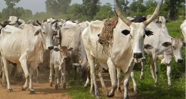 Cattle Ranches In Katsina