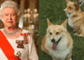 Queen Elizabeth Dogs