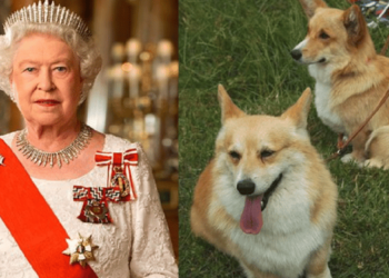 Queen Elizabeth Dogs