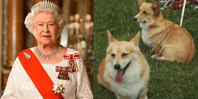 Queen Elizabeth Dogs