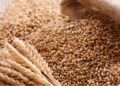 Wheat production