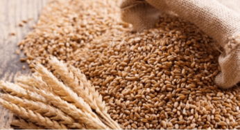 FG Moves To Boost Wheat Production With Locally Suitable Seedlings