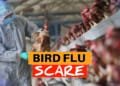 Bird Flu