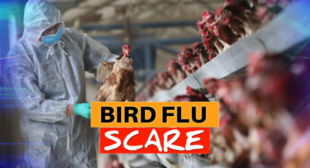 FG Confirms Outbreak Of Bird Flu In 28 States, FCT