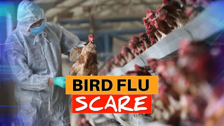 Bird Flu