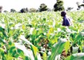 New High-Yield Crop Varieties