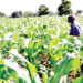 New High-Yield Crop Varieties