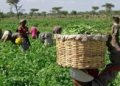 Food Production In Nigeria