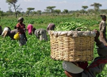 Food Production In Nigeria