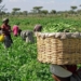 Food Production In Nigeria