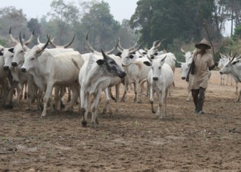 Farmer-Herder Crisis In Nigeria