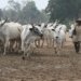 Farmer-Herder Crisis In Nigeria