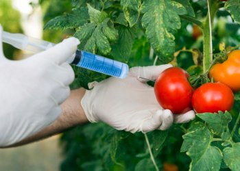 Genetically Modified Organisms (GMOs)