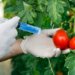 Genetically Modified Organisms (GMOs)