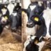 $10.5bn Animal Waste Economy