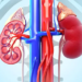 Kidneys