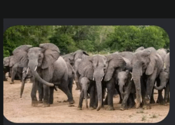 Nigerian Wildlife Protection Bill