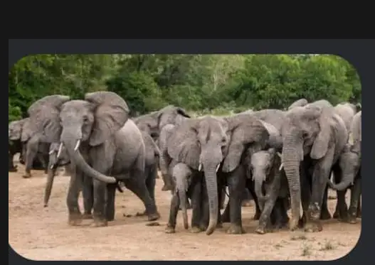 Nigerian Wildlife Protection Bill
